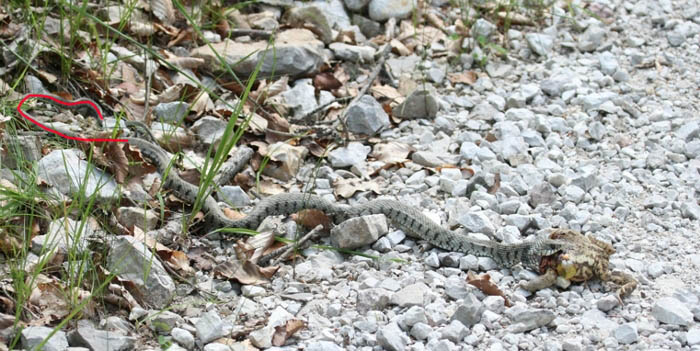 Rettile in predazione da identificare - Natrix natrix